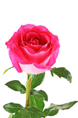 Beautiful pink rose on   white background