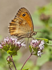 rotbraunes Ochsenauge
