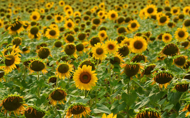 Fototapeta premium Sunflower farm