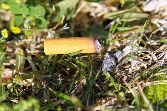 Cigarette Fire Hazard On Forest Grass Macro Detail