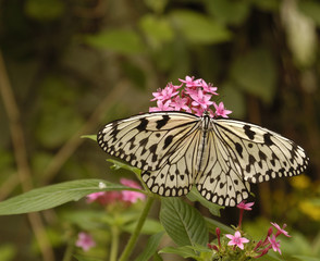 Butterfly Perched Atop a Flower