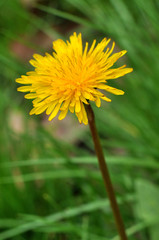 Dandelion