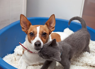 Jack Russell terrier with kitten in a basket
