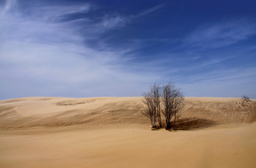 Fototapeta na wymiar Single tree in the middle of desert landscape