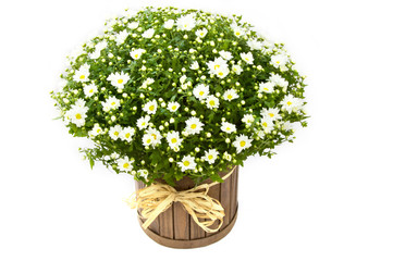 daisy arrangement planted on wooden vase white background