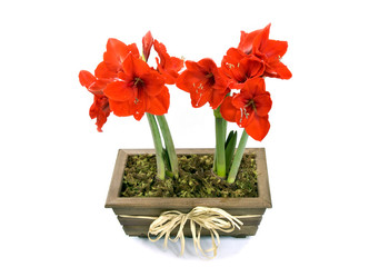 gift vase with red lilies