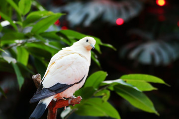 Parrot close-up shot isolated over white background.