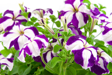 Purple petunia