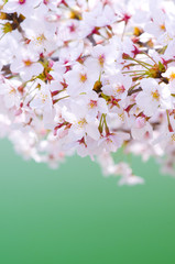 桜