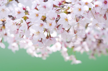 桜