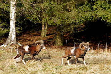 Muffelwild