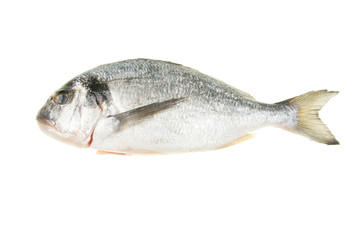 Fototapeta premium Gilt head bream fish