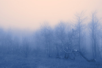 Fototapeta na wymiar Kolor fog