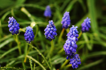 blue muscari