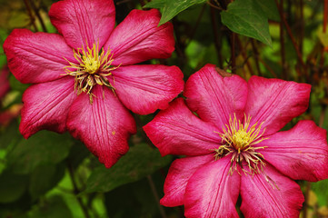 big ping blooms