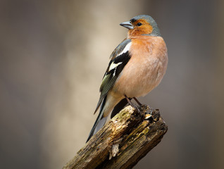 Chaffinch (Fringilla coelebs), male