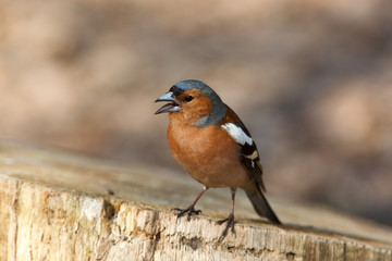 Chaffinch (Fringilla coelebs), male