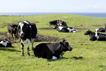 vacas pastando en la hierba
