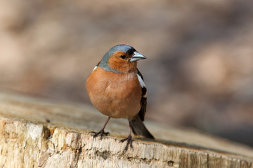 Chaffinch (Fringilla coelebs), male