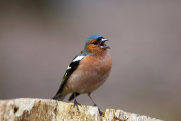 Chaffinch (Fringilla coelebs), male
