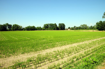 pianura lombarda, risaie