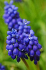 blue muscari