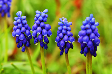 blue muscari