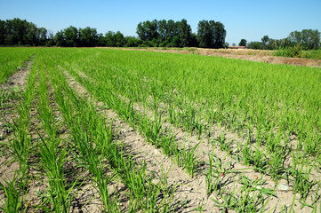 Fototapeta premium pianura lombarda, campo di giovane mais