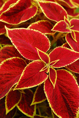 Coleus Leafs