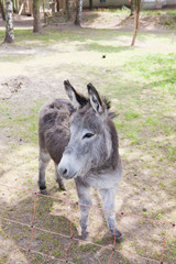 Fototapeta premium donkey