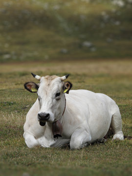 Mucca bianca piemontese