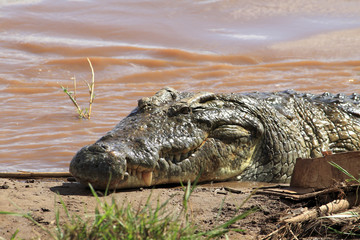 kenya coccodrilli tsavo