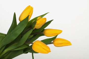 Yellow tulip bouquet isolated on white