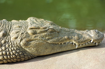 Tête de corcodile.