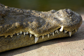 Obraz premium Dents de crocodile.
