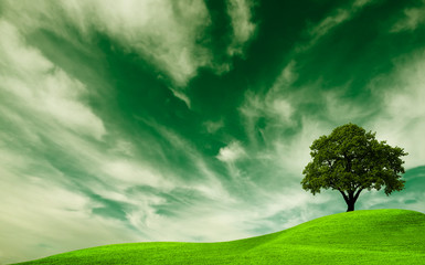 Fototapeta premium Green nature, oak tree in a field