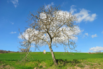 Fototapeta na wymiar Drzewo w krajobrazie
