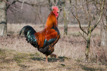 rooster