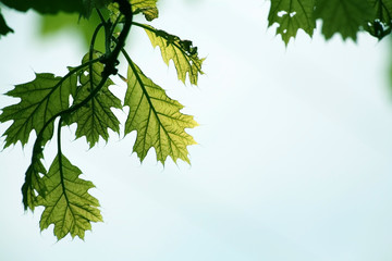 Obraz premium Eichenblätter im Frühling