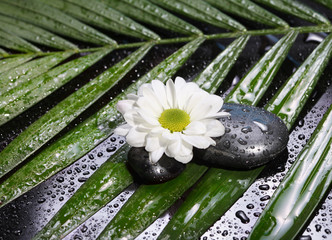 Obraz na płótnie Canvas black stones, flower and wet green leaf