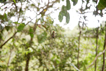 Spider and its web in garden