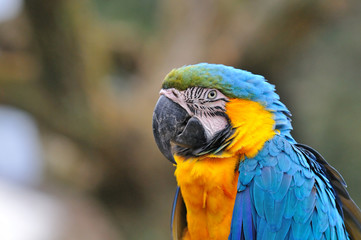 ルリコンゴウインコ