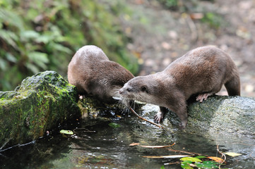 Obraz premium カワウソ