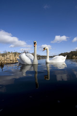 A pair of swan