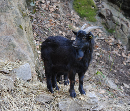 caprone