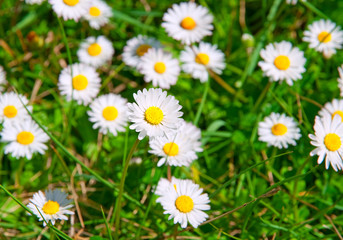 Obraz premium Flowers in the garden