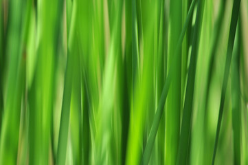 Grüner Hintergrund