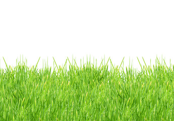 Isolated green grass
