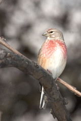 Linnet male (Carduelis cannabina) on a branch