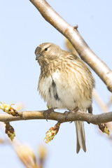 Linnet female (Carduelis cannabina) on a branch